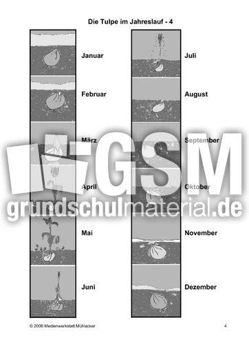 Die-Tulpe-im-Jahreslauf-4.pdf